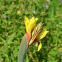 Canna x 'Fiesta' (2)